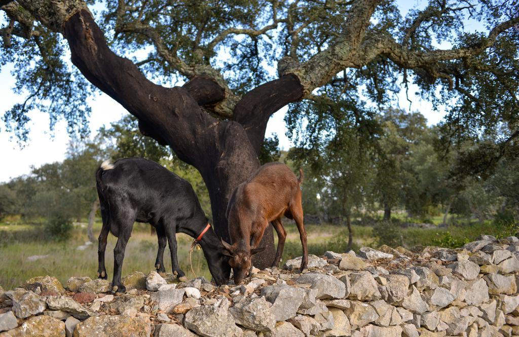 Quinta Dos Tesouros Βίλα São Brás de Alportel Εξωτερικό φωτογραφία